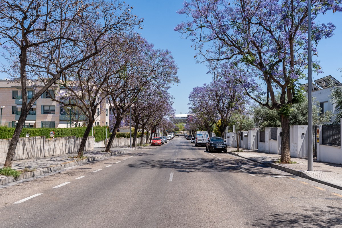 Tree-lined Son Rapinya avenue in jacaranda bloom
