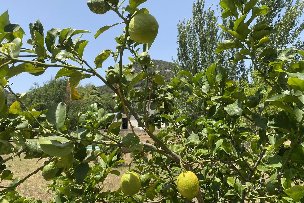 casa son cabaspre lemon tree 1200x800 1 | Global Homebase