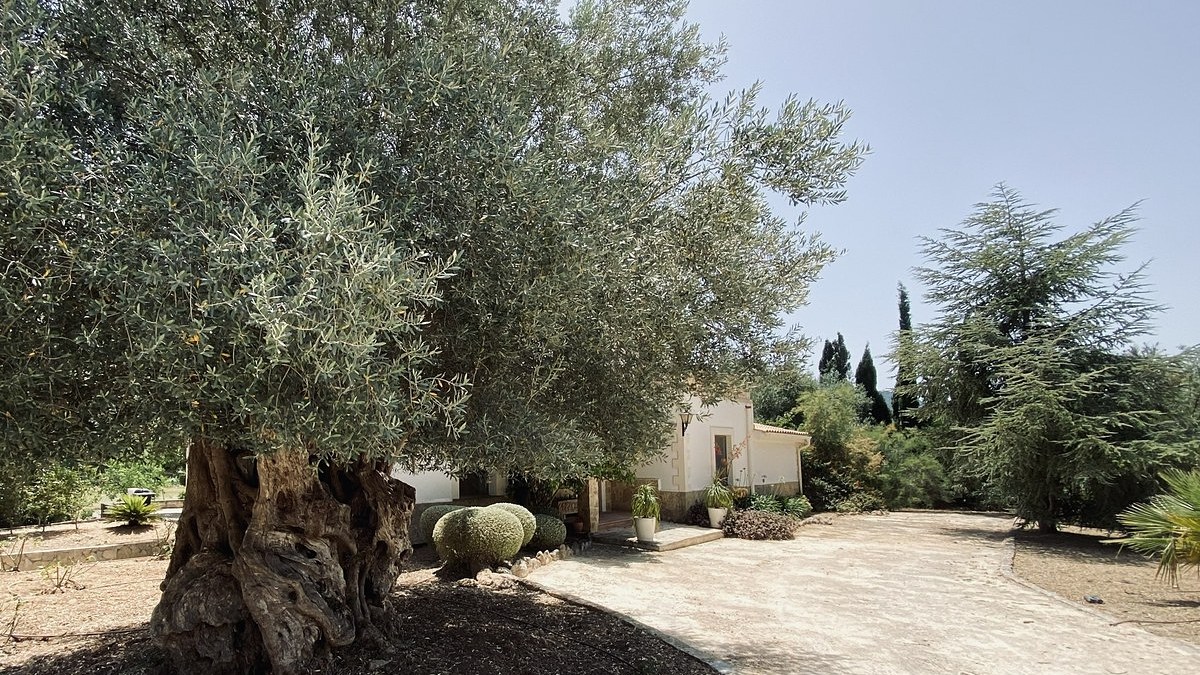 An old olive tree on the land at Casa Son Cabaspre