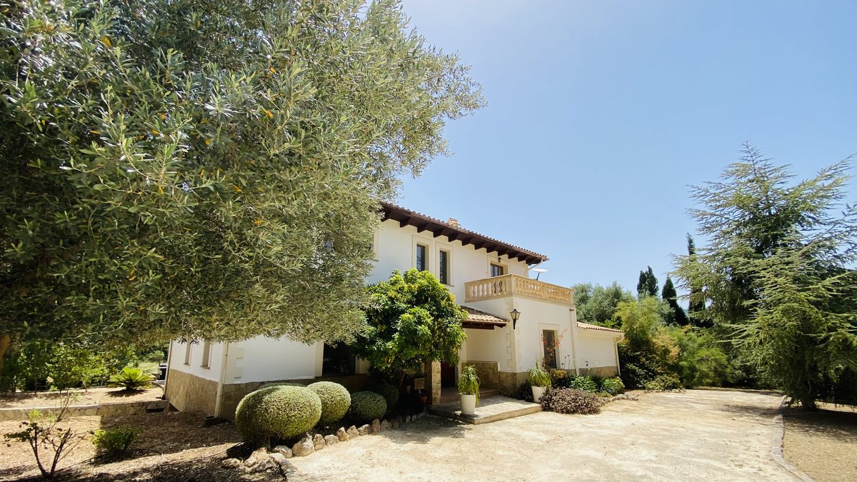 An old olive tree in front of the house at Casa Son Cabaspre