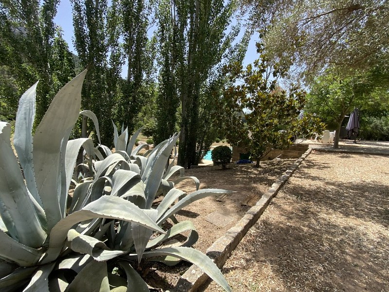 Agave in the garden at Casa Son Cabaspre