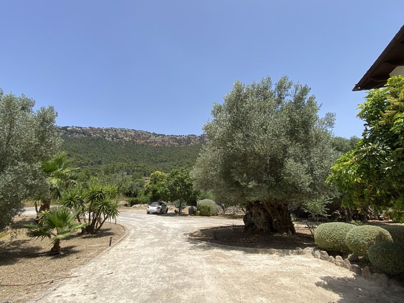 The drive up to Casa Son Cabaspre between olive trees