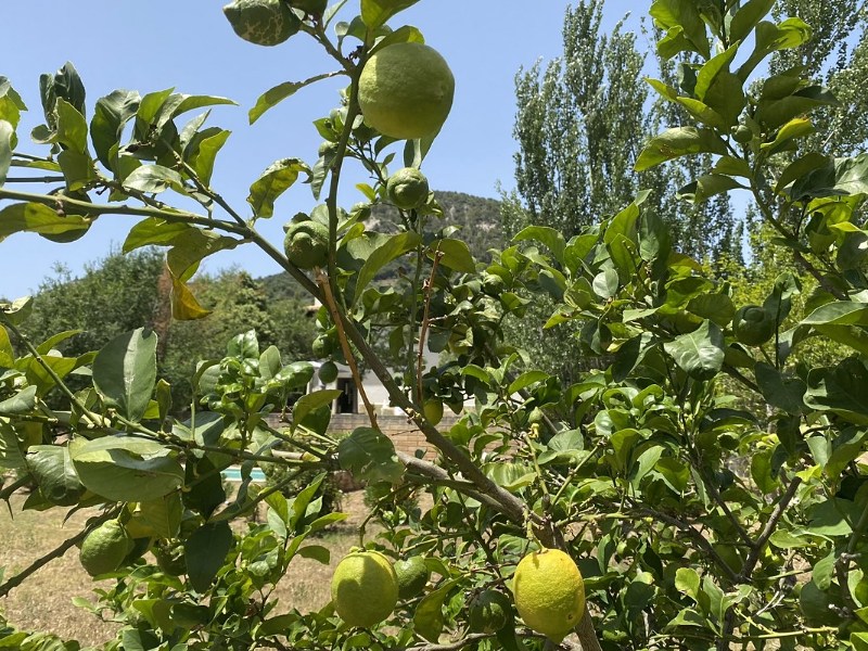 Lemons on the tree at Casa Son Cabaspre
