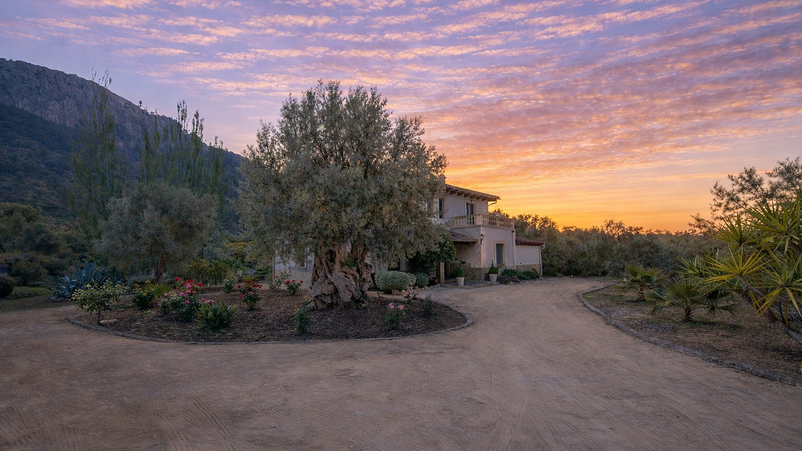 Sunrise over the olive trees on the approach to Casa Son Cabaspre