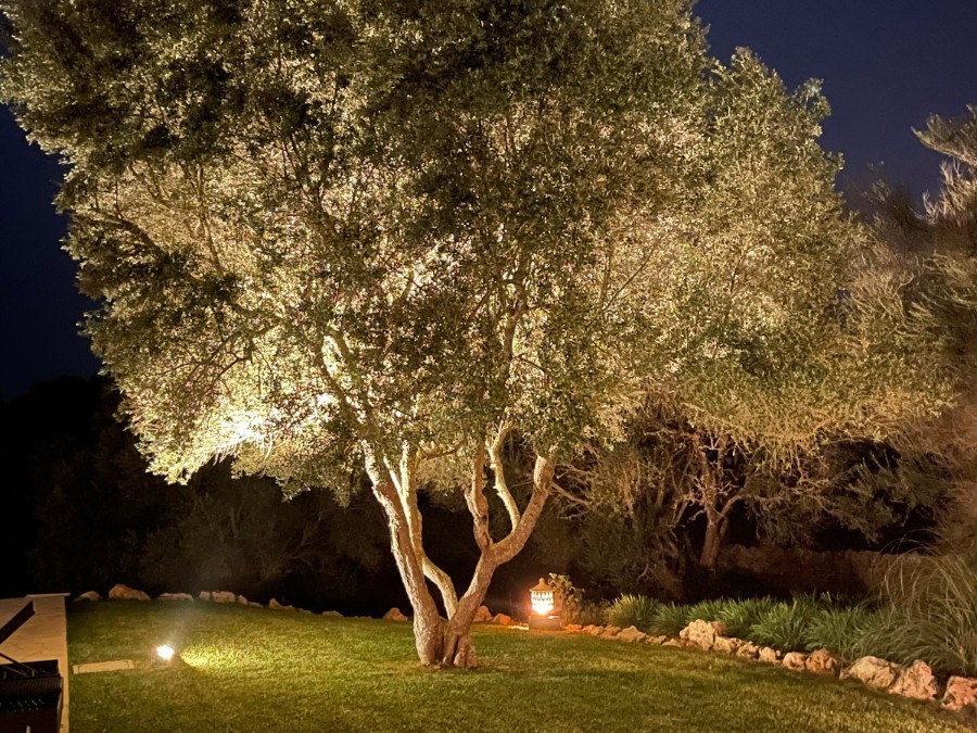 An olive tree at Los Hibiscus lit from below after dark