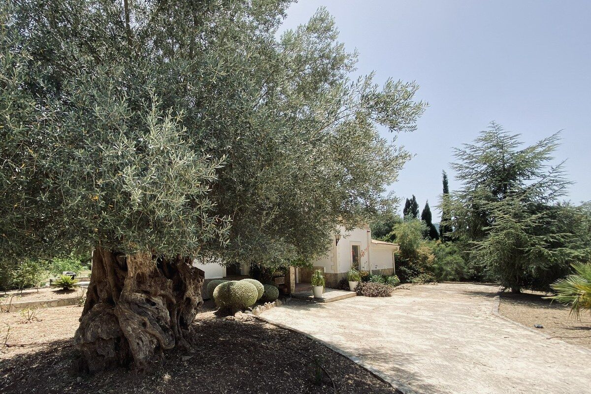Ett gammalt olivträd framför ett mallorkinskt hus