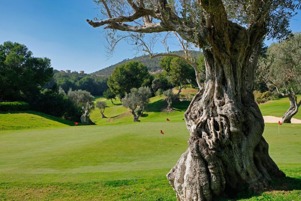 Ancient olive tree on the Bendinat golf course, Mallorca